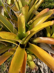 Aechmea blanchetiana