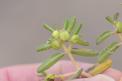 Euphorbia polygonifolia