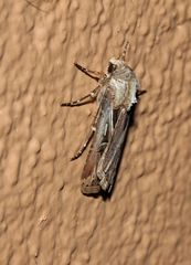 Agrotis spinifera