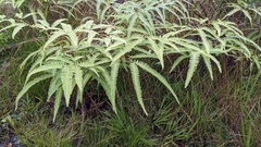 Gleichenella pectinata