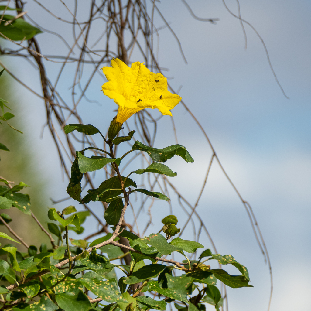 Cordia mairei