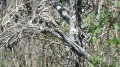 Hydropsalis torquata