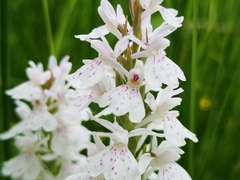 Dactylorhiza maculata