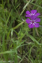 Phlox cuspidata