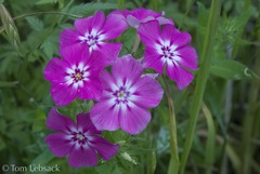 Phlox cuspidata