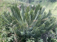 Encephalartos ghellinckii