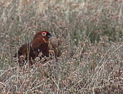 Lagopus lagopus scotica