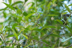 Parsonsia brownii