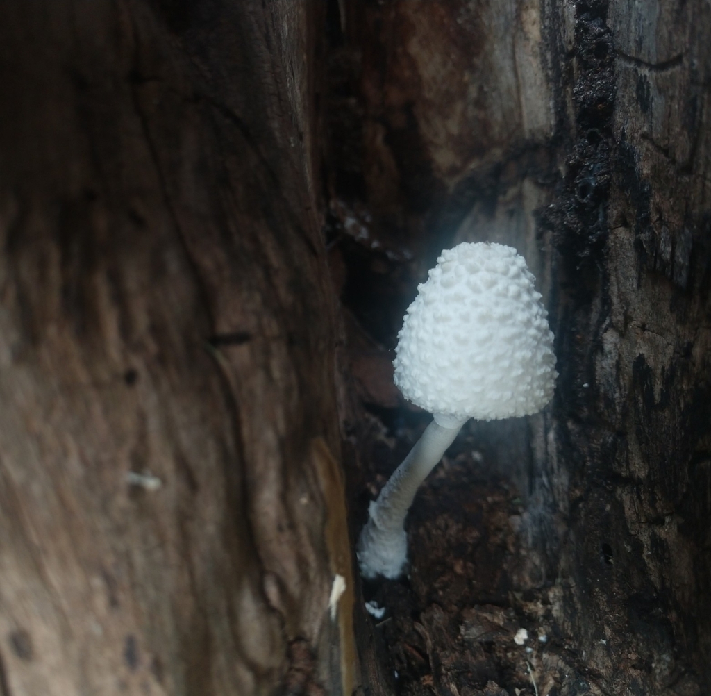 Leucocoprinus cretaceus · January 2023 · photo: © non_praying_mantis (iNaturalist, cc-by)