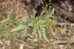 Eucalyptus nobilis