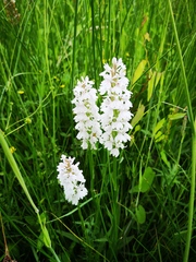 Dactylorhiza maculata