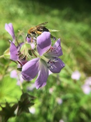 Epeoloides coecutiens