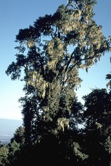 Afrocarpus falcatus