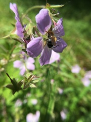 Epeoloides coecutiens
