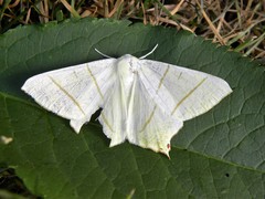 Ourapteryx sambucaria