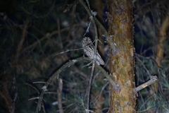 Otus scops