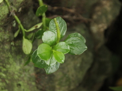 Peperomia urvilleana