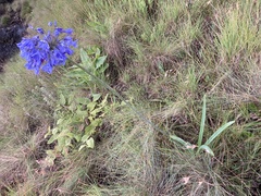 Agapanthus campanulatus