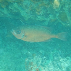 Heteropriacanthus cruentatus