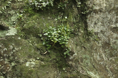 Peperomia urvilleana