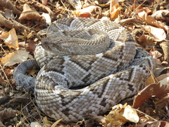 Crotalus basiliscus