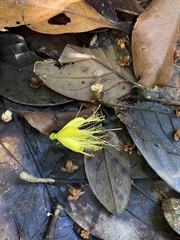 Caryocar costaricense