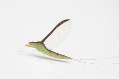 Cloeon bengalense