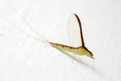 Cloeon bengalense
