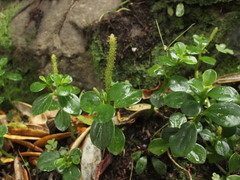 Peperomia urvilleana