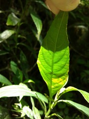 Ruellia angustiflora