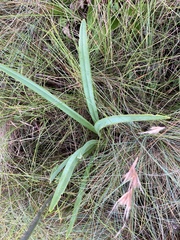 Agapanthus campanulatus