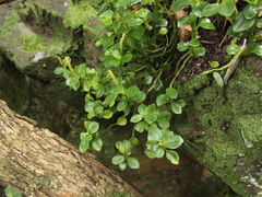 Peperomia urvilleana