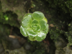 Aeonium arboreum