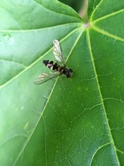 Meligramma triangulifera