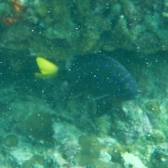 Microspathodon chrysurus