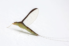 Cloeon bengalense