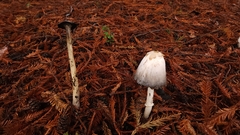 Coprinus comatus
