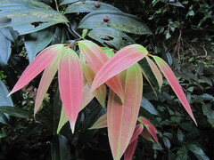 Cinnamomum