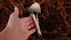 Coprinus comatus