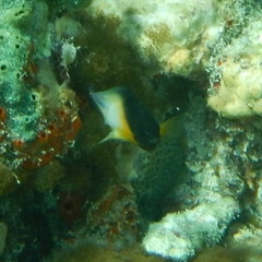 Stegastes partitus