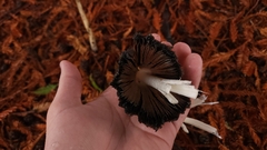 Coprinus comatus