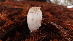 Coprinus comatus