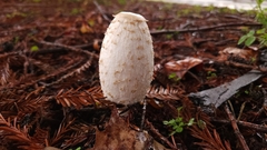 Coprinus comatus