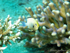 Dascyllus marginatus