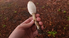 Coprinus comatus