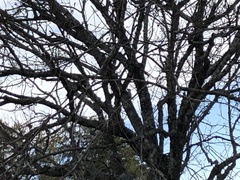 Melanerpes carolinus