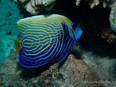 Pomacanthus imperator