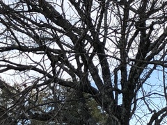 Melanerpes carolinus