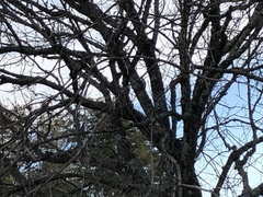 Melanerpes carolinus