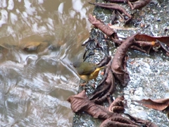 Myiothlypis fulvicauda
